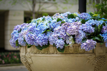 Fototapeta na wymiar Blue and purple hydrangea in a planter in downtown Chicago, Illinois