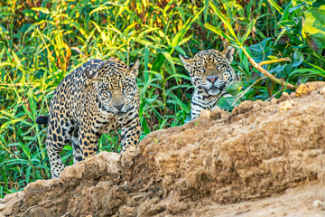 Jaguar Siblings