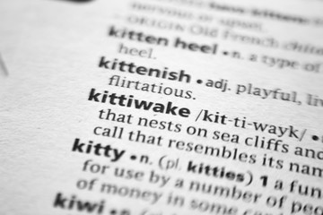 Fototapeta premium Word or phrase Kittiwake in a dictionary.