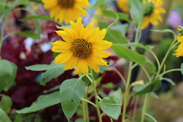 Sunflower is the famous with yellow colours