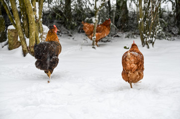 braue Hühner im Schnee im Winter im Garten, 