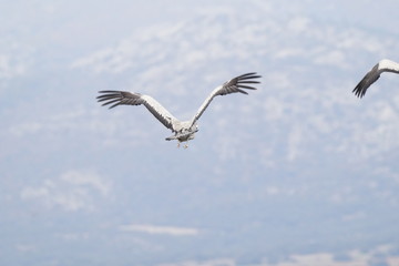 Obraz premium common crane grus grus grulla comun