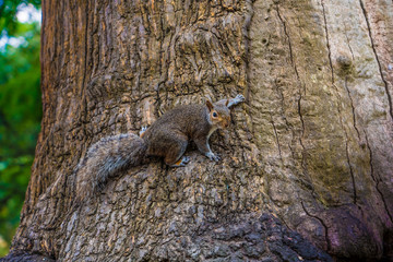 A trusting and cute squirrel sitting on a wooden fence eating a nut.