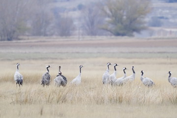 common crane  grus grus grulla comun
