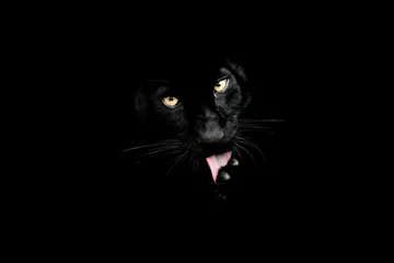Zelfklevend Fotobehang Zwarte panter met een zwarte achtergrond © AB Photography