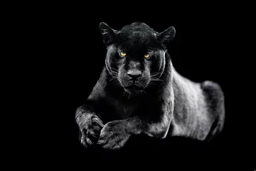 Jaguar mit schwarzem Hintergrund © AB Photography