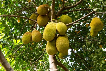Many jackfruit on the tree