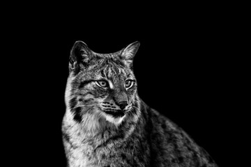Lynx with a black background © AB Photography