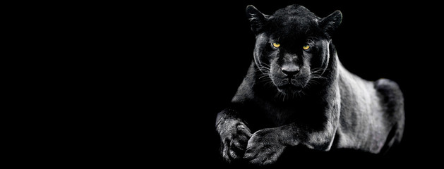 Fototapeta Jaguar with a black background obraz