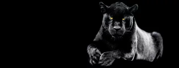 Fototapete Esszimmer Jaguar mit schwarzem Hintergrund
