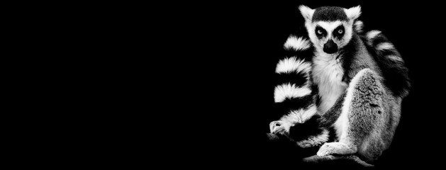 Fototapeta Lemur with a black background obraz