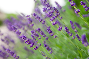 Selective focus on lavender flower in flower garden - lavender flower lit by sunlight