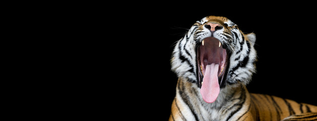 Tiger with a black background