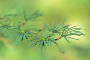 Closeup of golden larch (Pseudolarix amabilis ) leaves. Pseudolarix amabilis or golden larch green branches background. 