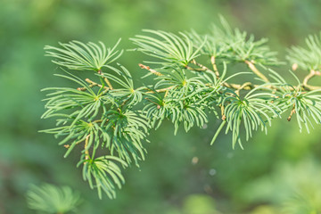 Closeup of golden larch (Pseudolarix amabilis ) leaves. Pseudolarix amabilis or golden larch green branches background. 