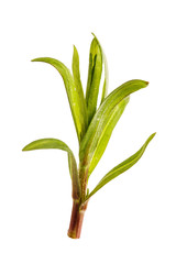 Spicy herb tarragon isolated on white background, close-up. Artemisia dracunculus