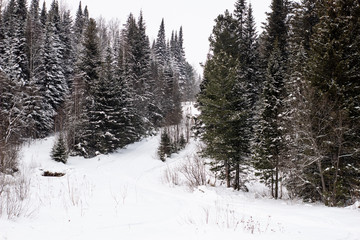 Beautiful landscape of forest in wintertime, majestic high pine trees covered with snow in mild light, beauty of winter nature