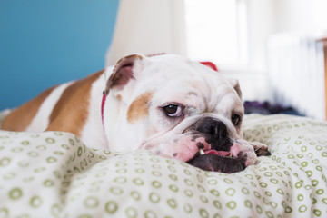 bulldog laying on a bed