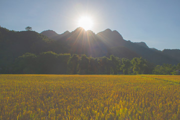 Sunset over green, brown, yellow and golden rice fields of Mai Chau, Northwest of Vietnam
