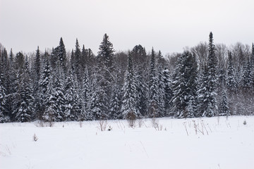 Beautiful landscape of forest in wintertime, majestic high pine trees covered with snow in mild light, beauty of winter nature