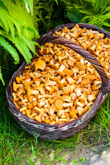 Wicker basket with wild mushrooms chanterelles and fern leaves on background