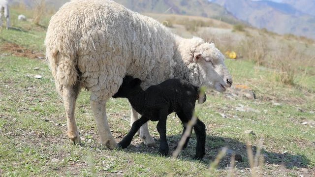 newborn lambs in a pasture in the mountains