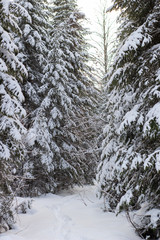 Beautiful landscape of forest in wintertime, majestic high pine trees covered with snow in mild light, beauty of winter nature