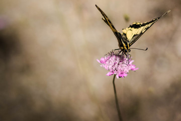 buterfly