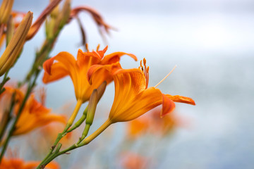 orange flower on blue sky background - Powered by Adobe