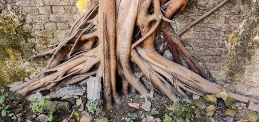 Root of tree