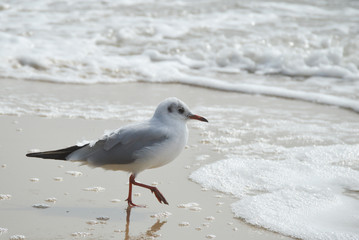 seagull on the beach