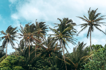 Fototapeta na wymiar Ocean Breeze blowing Palm Trees on Island Beach with blue cloudy Sky