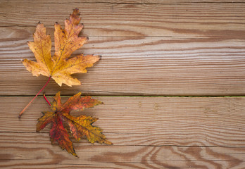 Naklejka na ściany i meble two autumn leaves