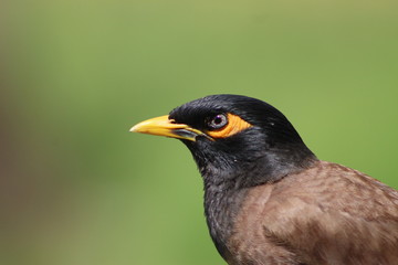 portrait of a blackbird
