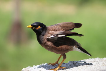 ready to takeoff