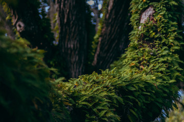 Green lush moss and fern growing on old gigantic oak tree branch in nature park forest