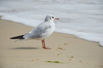seagull on the beach