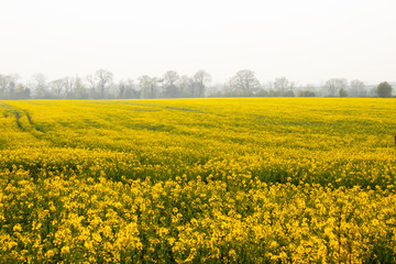 Obraz premium yellow field