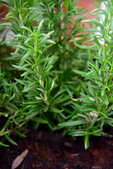 Rosemary Plant by Morning in the Pot