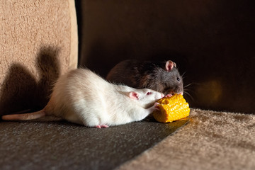Two rats black and white eat corn.