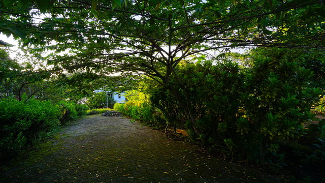 green environment in a house in Ungaran