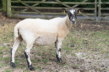 Obraz premium sheep standing underneath some bushes near a fence in the summer near the castle of Hastings, Sussex, England, UK