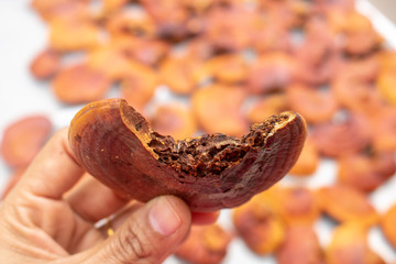 Lingzhi mushroom  Ganoderma lucidum or Reishi mushroom on hand with the destruction of insects. Chinese traditional medicine.
