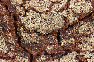 Crusty rye bread