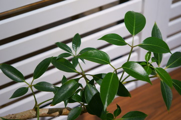Decorate house plants in the room
