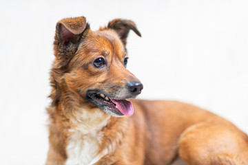 Portrait of a domestic dog in the studio on a light background.