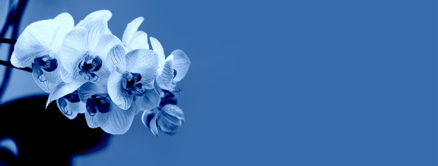 Fototapeta na wymiar Classic Blue. Color of the Year 2020. delicate pink Orchid with dew drops close-up on light blue background