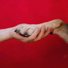 owner holding dog paw in hand on red background - obrazy, fototapety, plakaty
