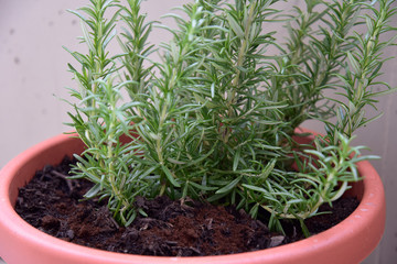 Rosemary Plant in the Pot by Morning