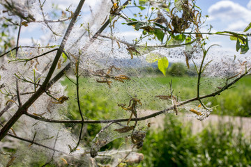 Raupen fressen alle Blätter